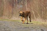 CANE CORSO 749